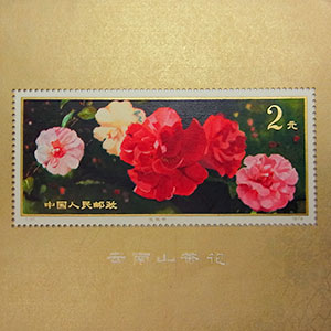 雲南のツバキ 1979
